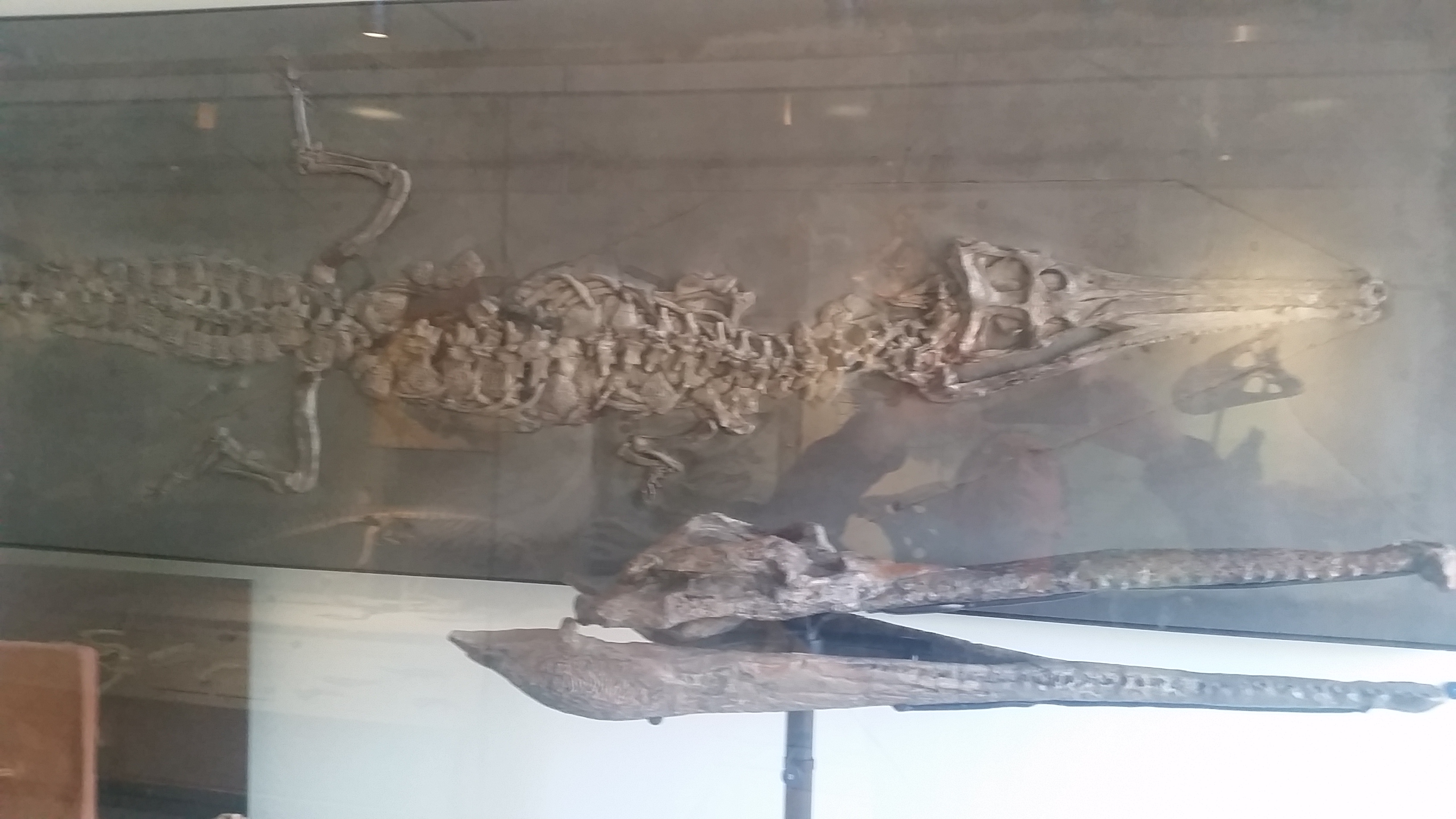 Mystriosarus_bollensis_AMNH5138.jpg