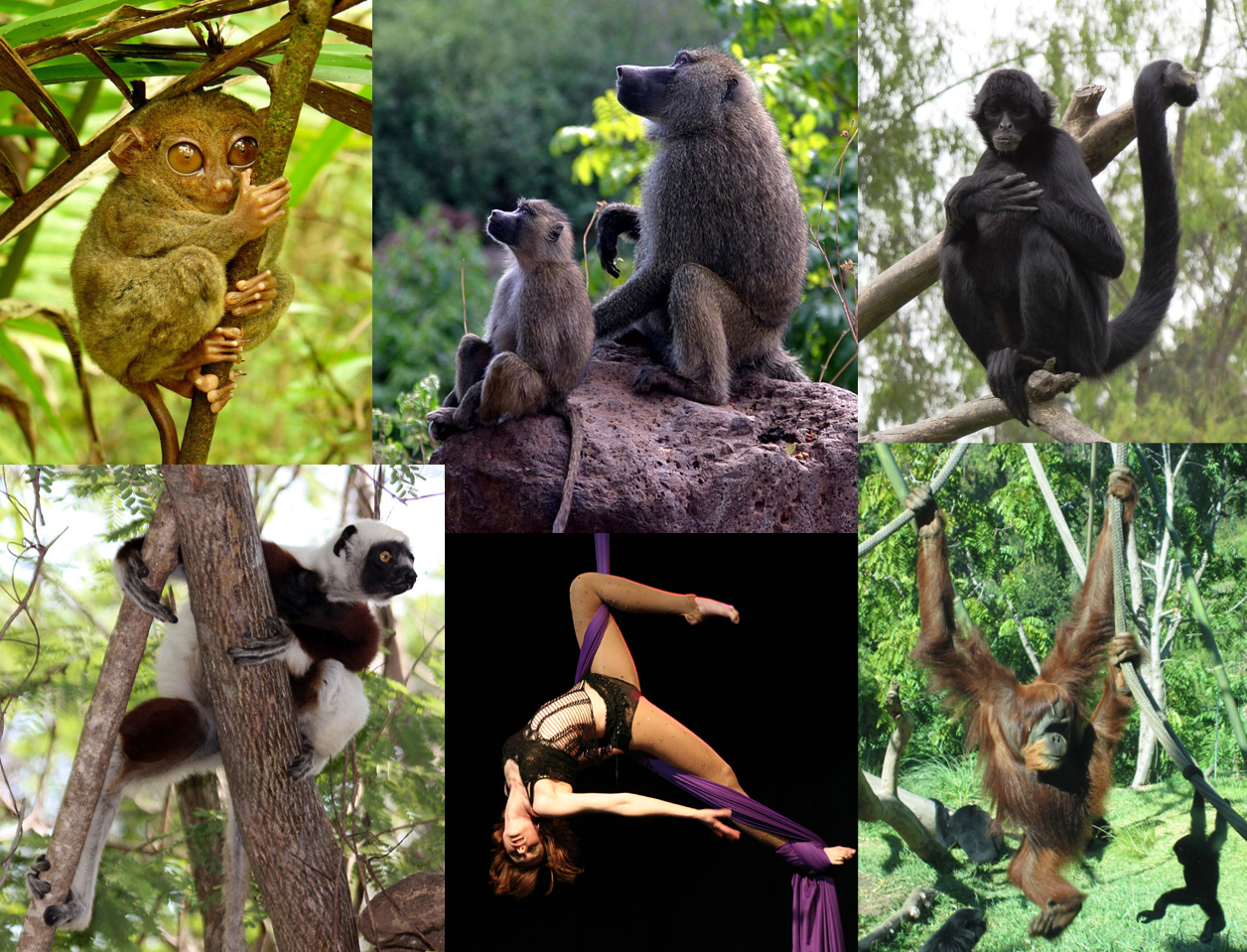 Primates