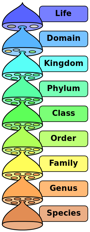 Biological_classification_L_Pengo_vflip.svg
