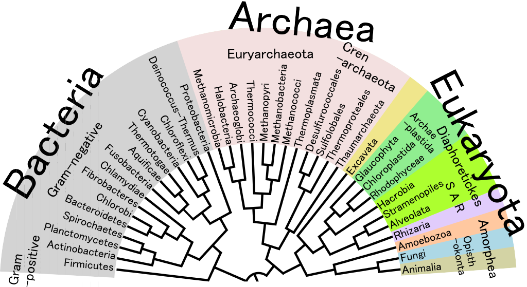 Phylogenetic_Tree_of_Life