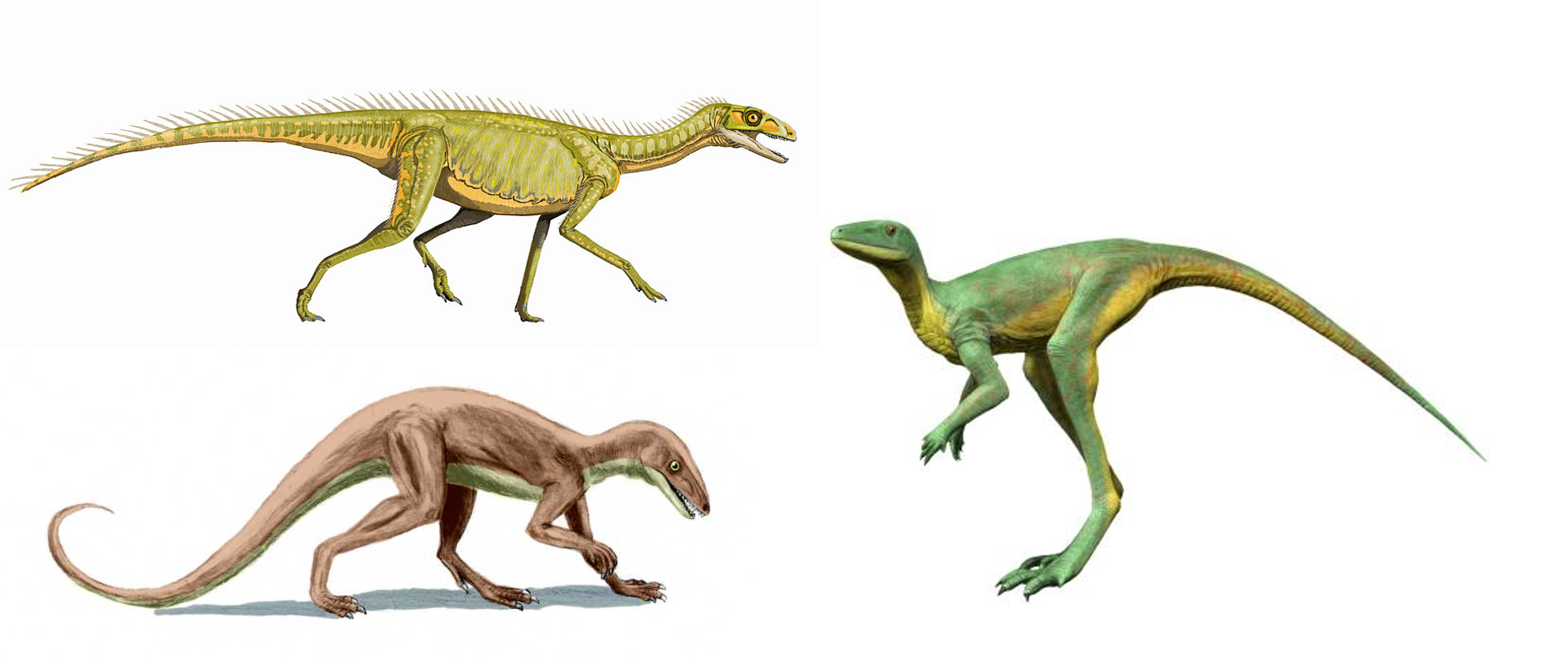 Dinosauromorphs