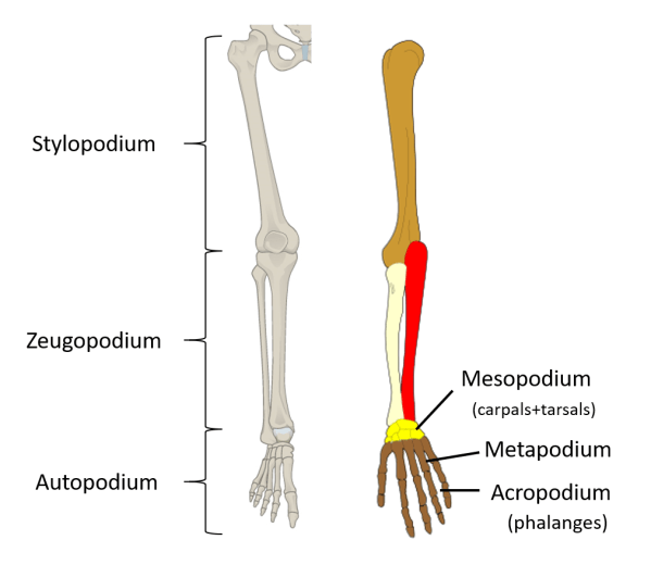 Limb_Segments