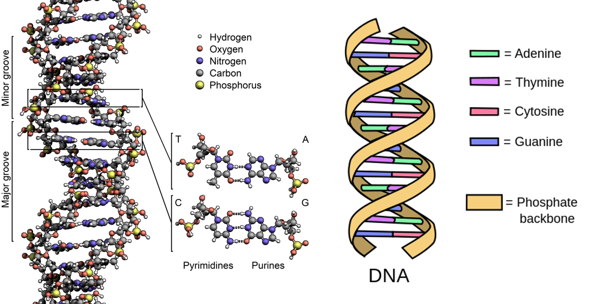 DNA