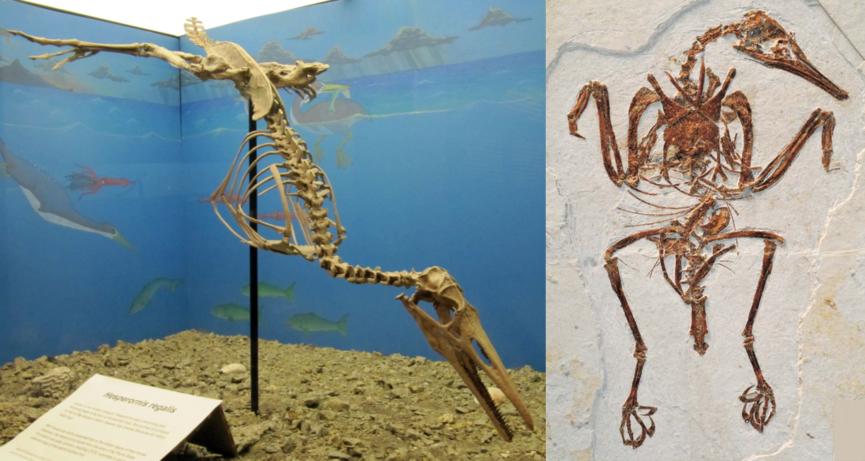 Fossil_Birds