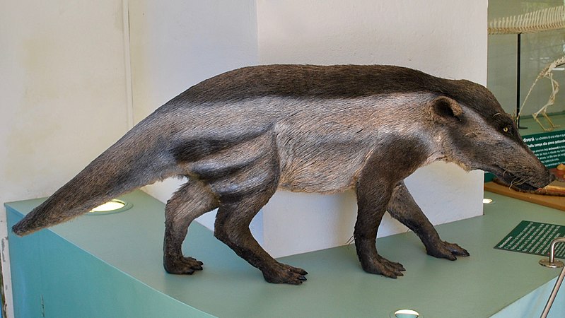 800px-Pakicetus_inachus_Replica_at_Museo_di_Storia_Naturale_dell'Università_di_Pisa