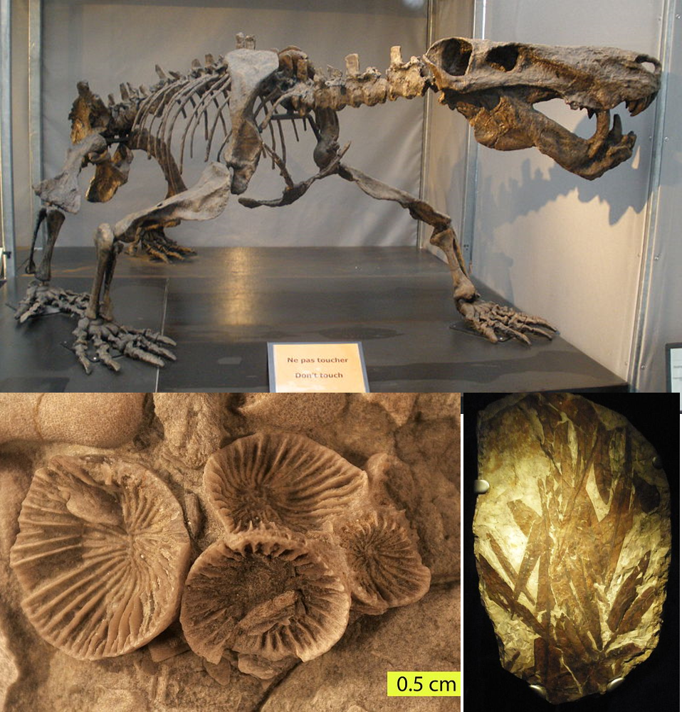 PermianFossils