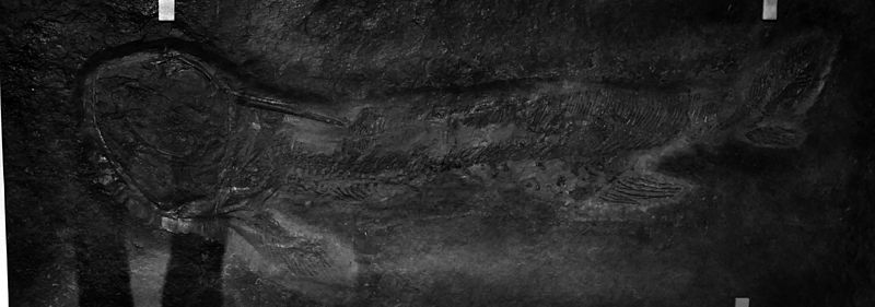 800px-Xenacanthus_sessilis2