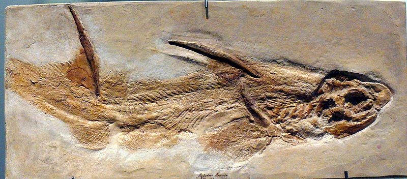 Hybodus_fraasi_(fossil).jpg