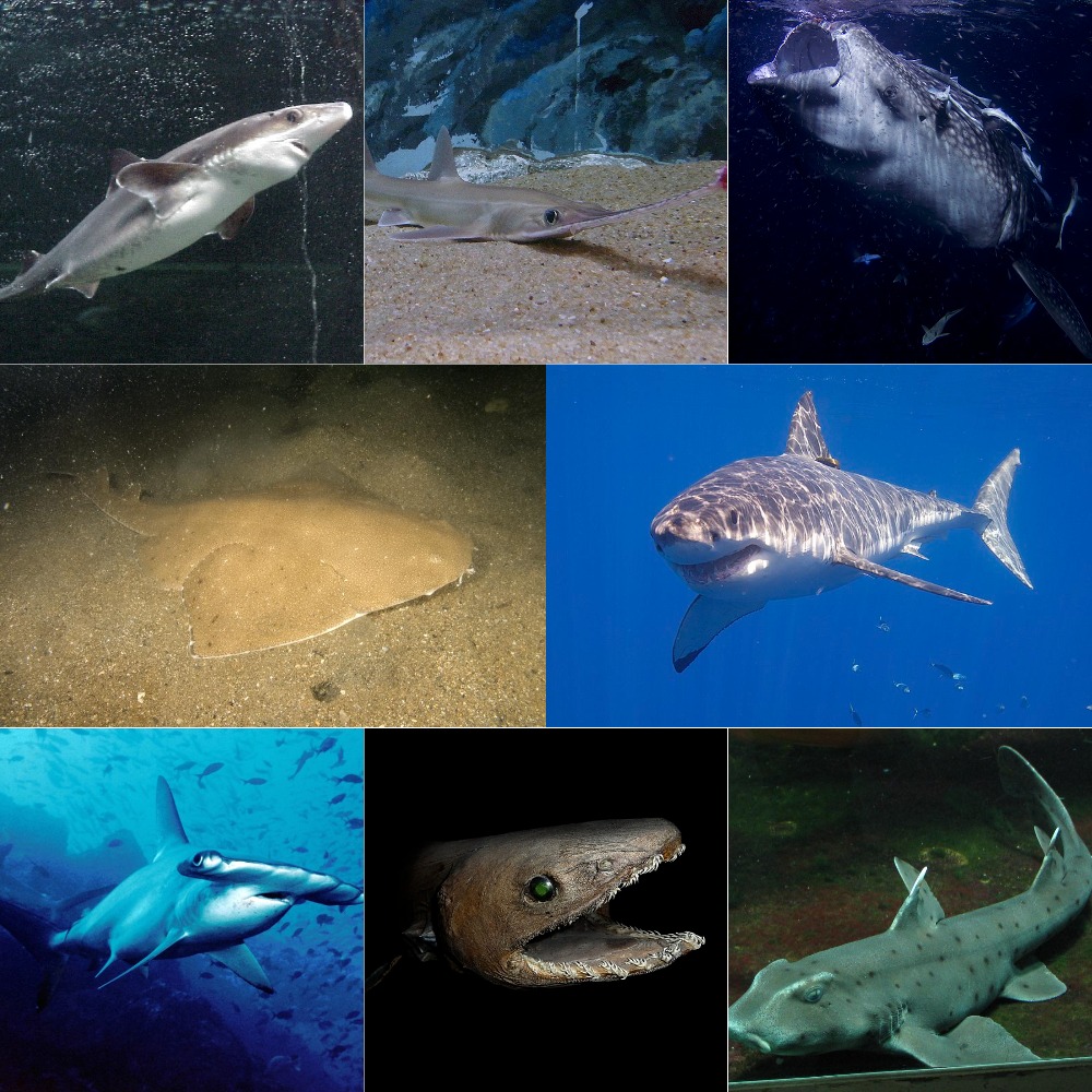 Shark Variations Episode 48 – Sharks – The Common Descent Podcast