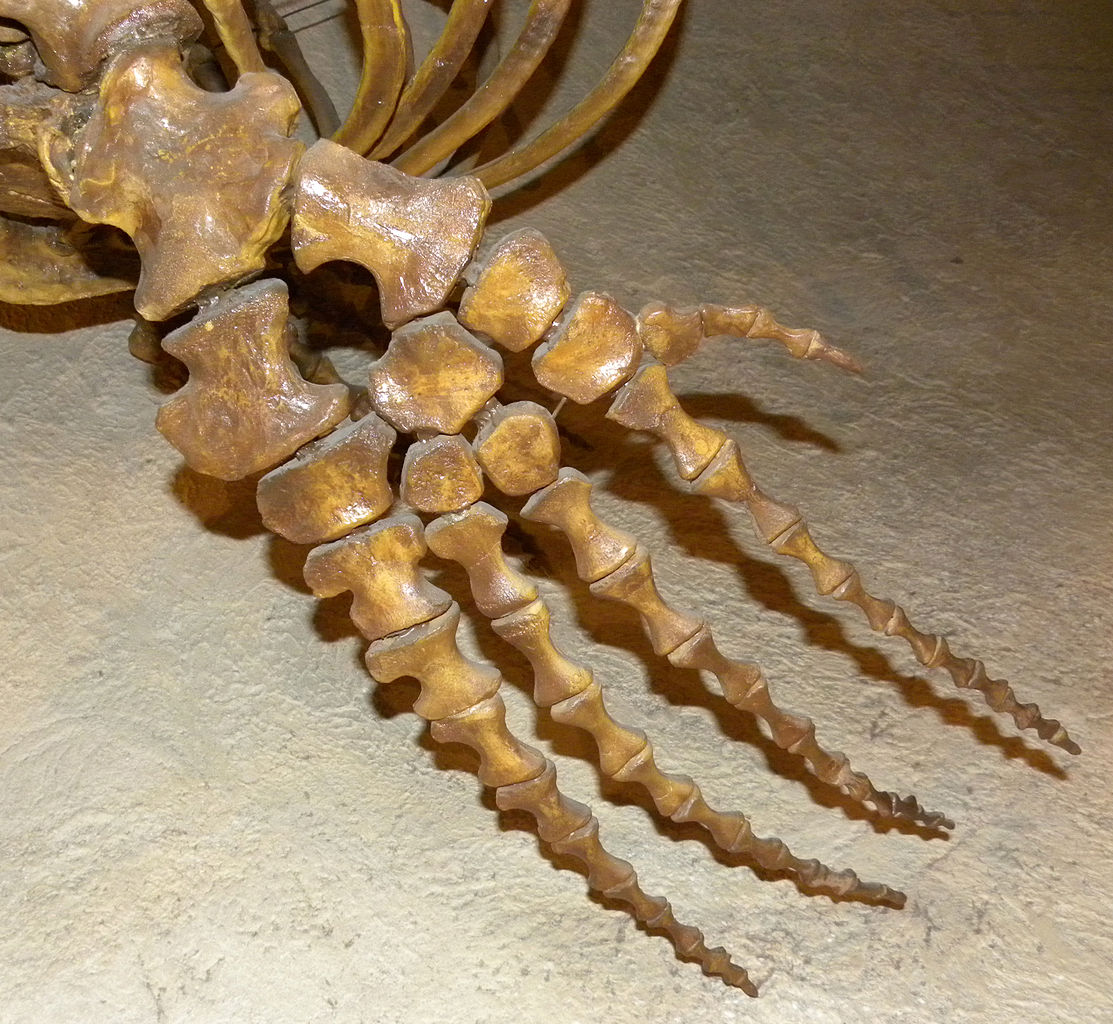 1113px-MosasaurFrontPaddle080910