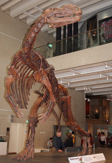 Muttaburrasaurus_skel_QM_email