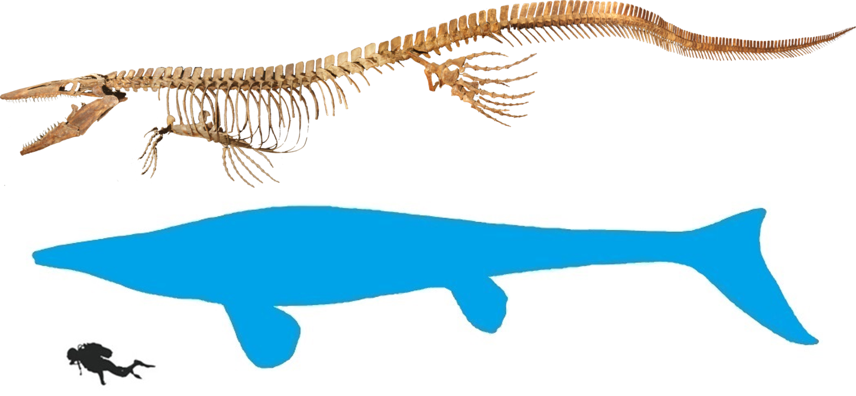 Tylosaurus