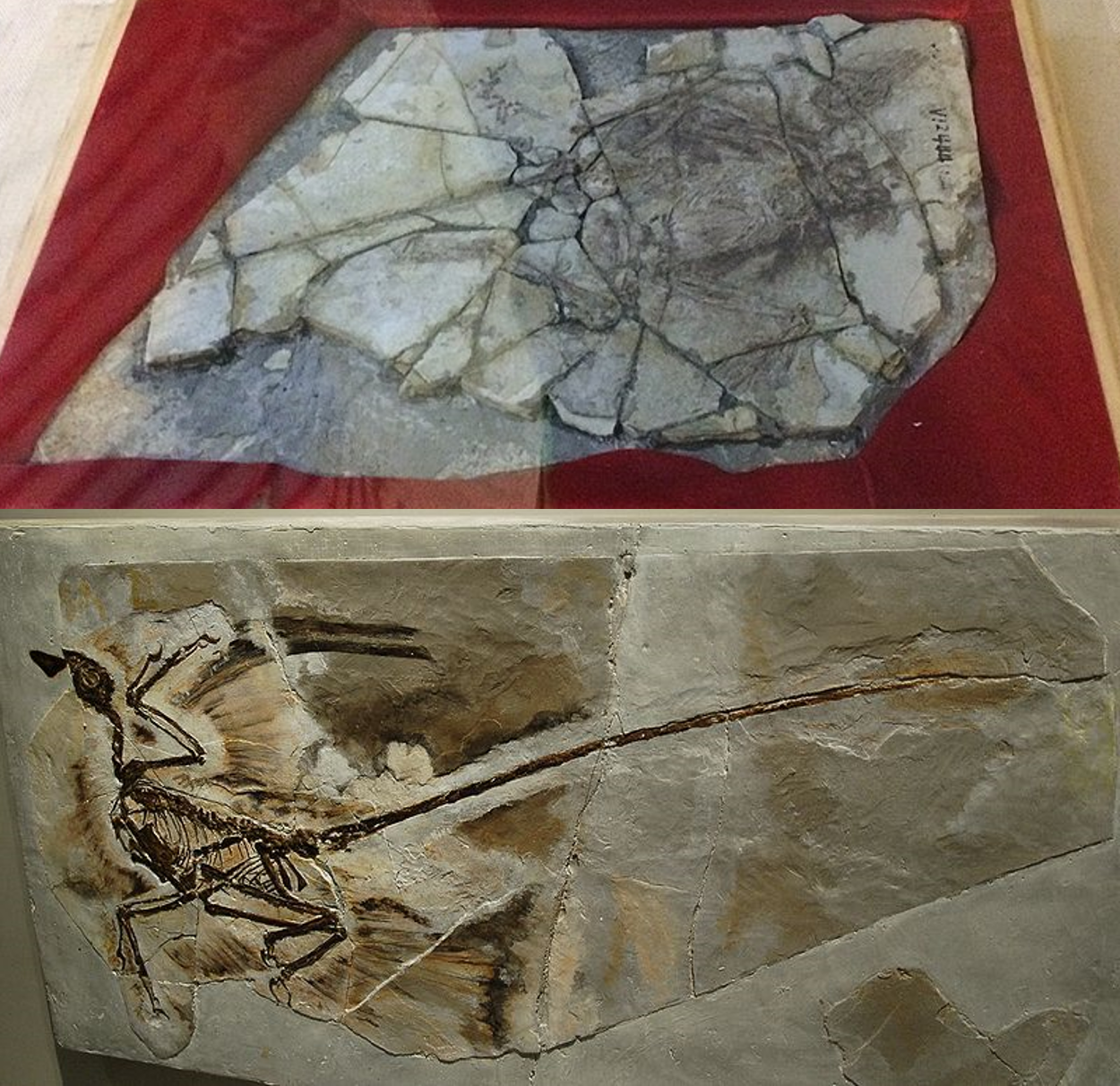 Archaeoraptor_Microraptor