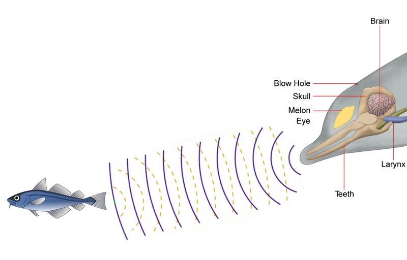 toothed_whale_echolocation