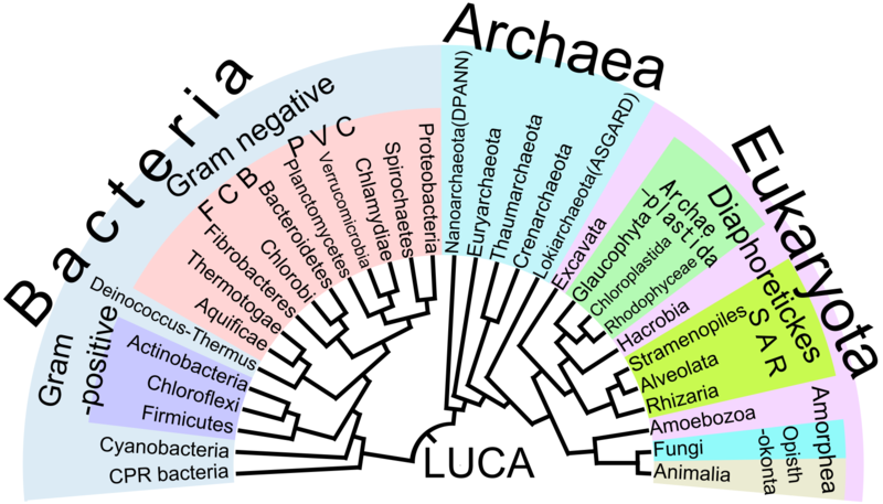 800px-Phylogenetic_Tree_of_Life
