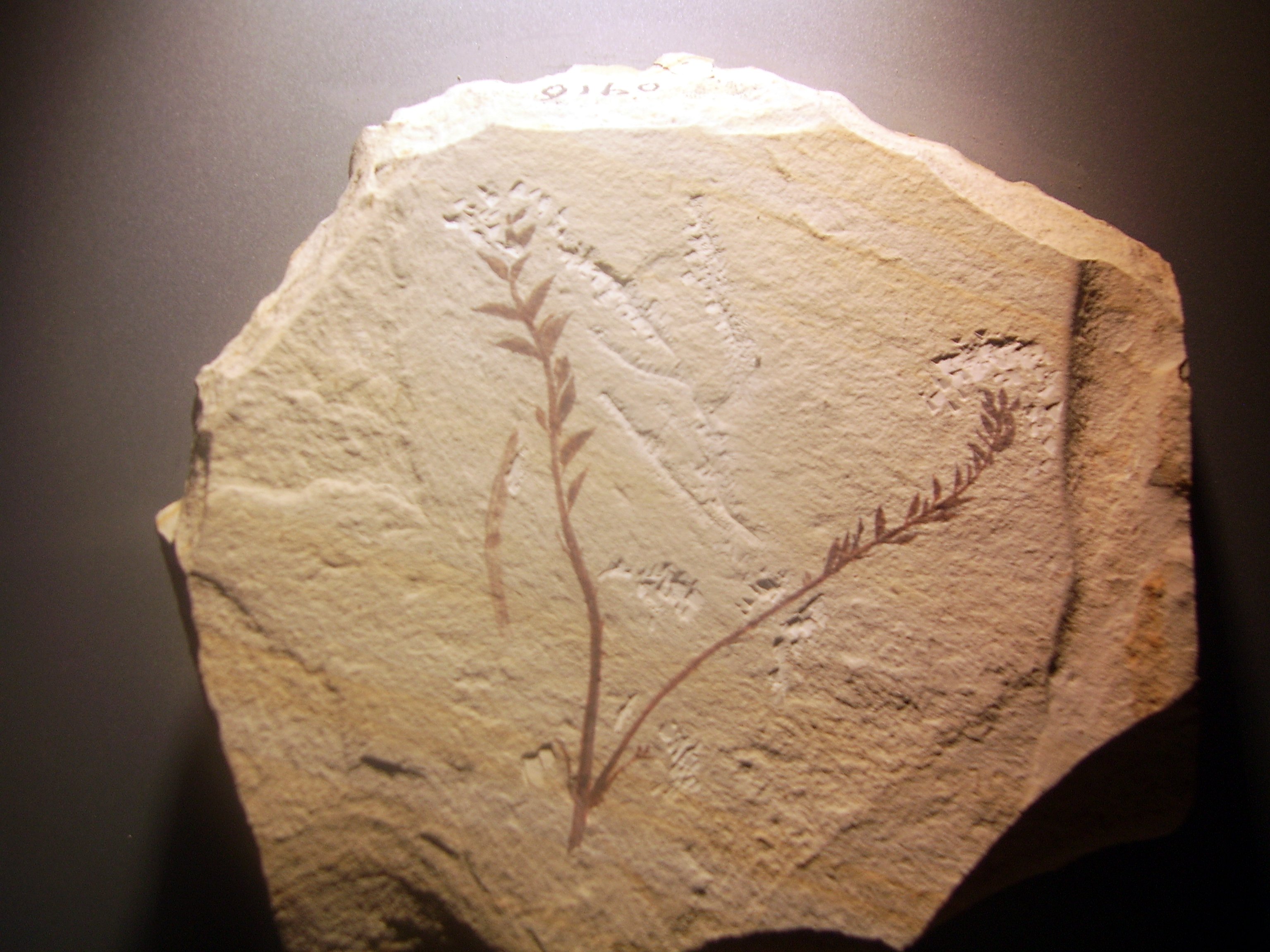 Archaefructus_liaoningensis