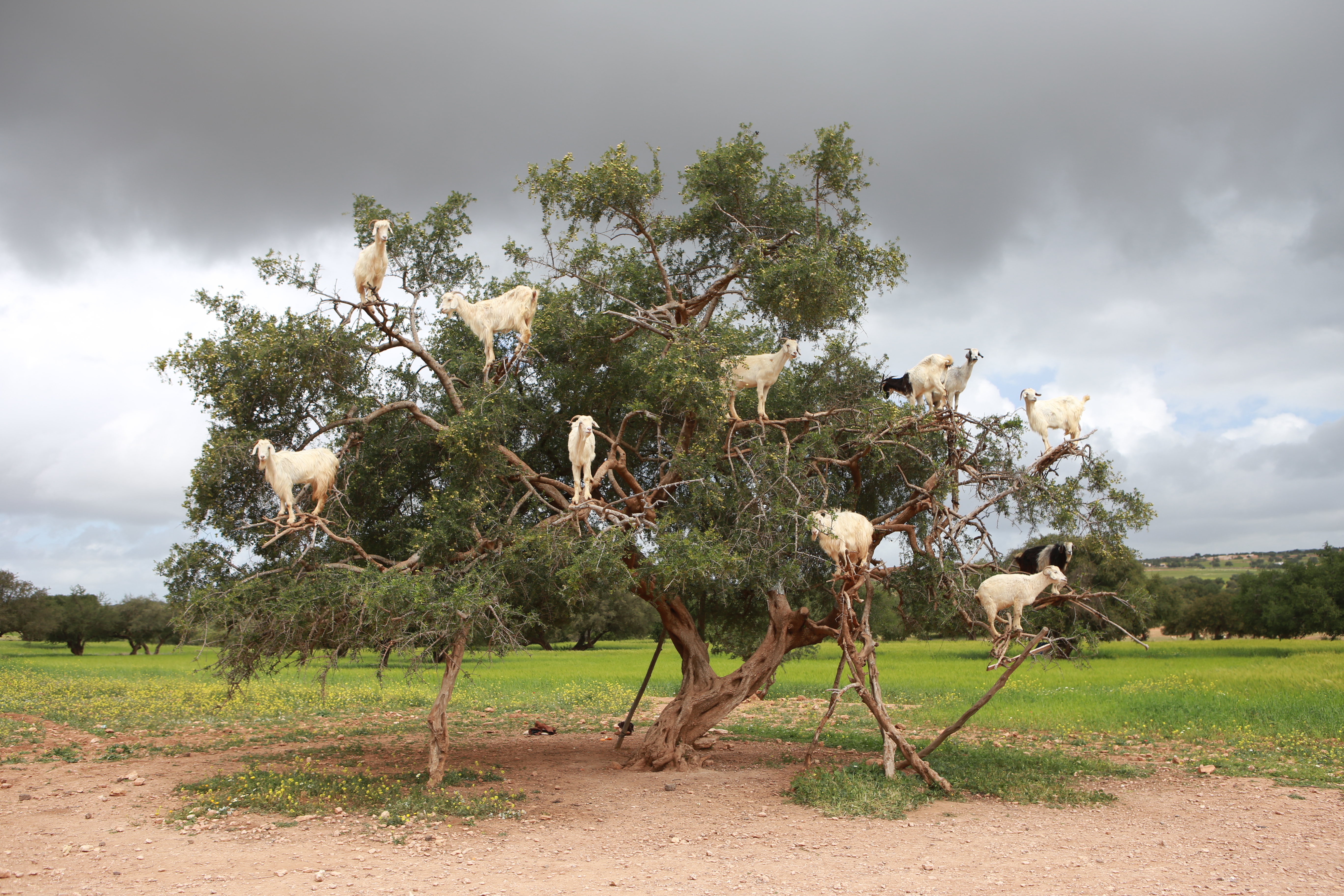 Climbing goats in a tree