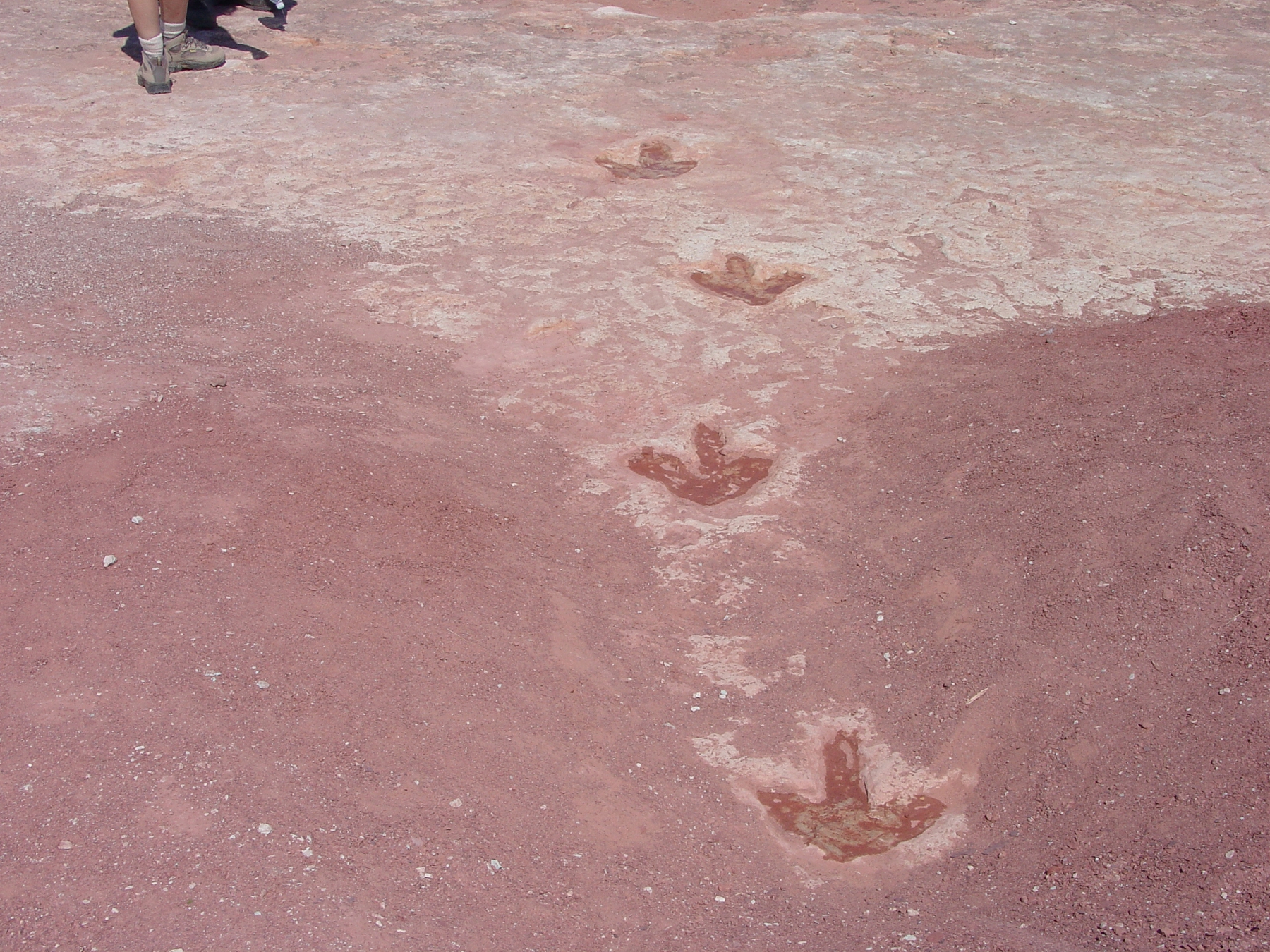 Dinosaur_Tracks_(14176736955)