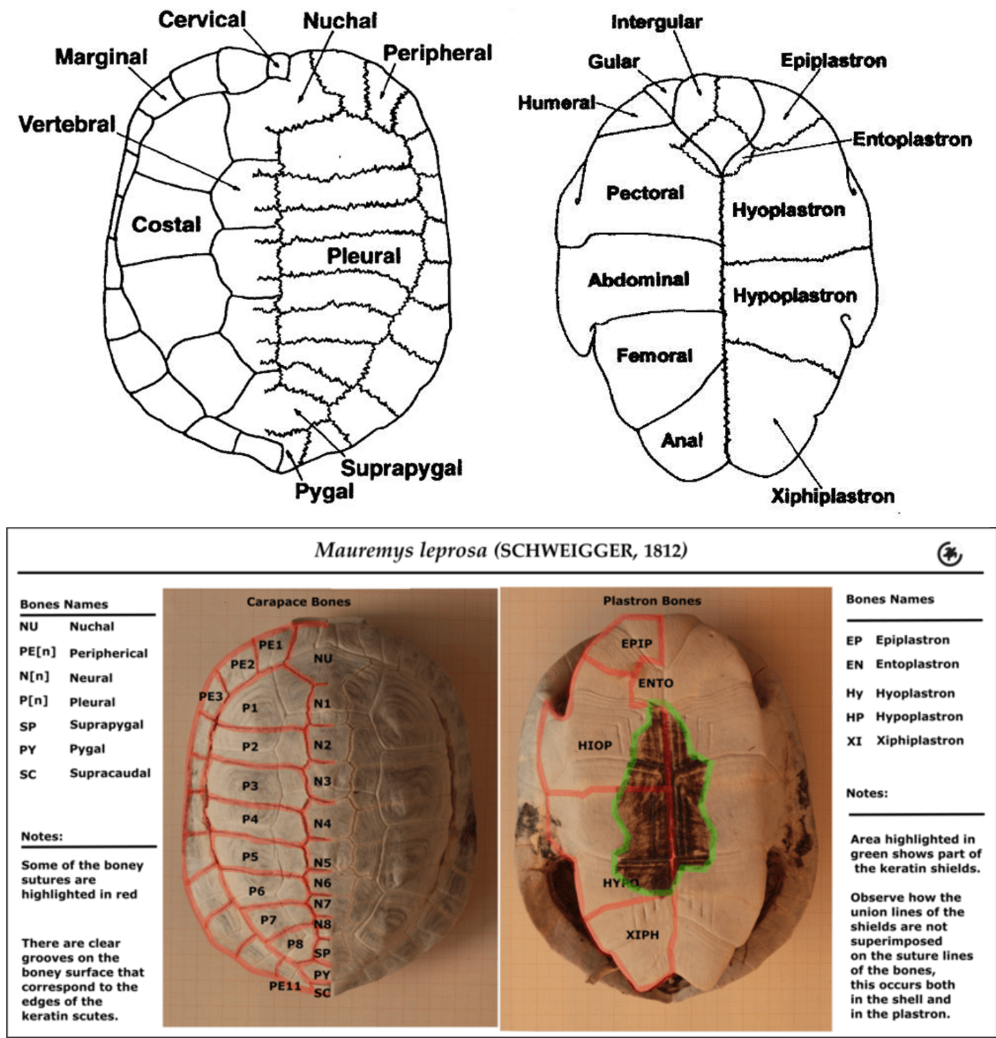 Turtle Shell Layout Episode 60 – Turtles – The Common Descent Podcast