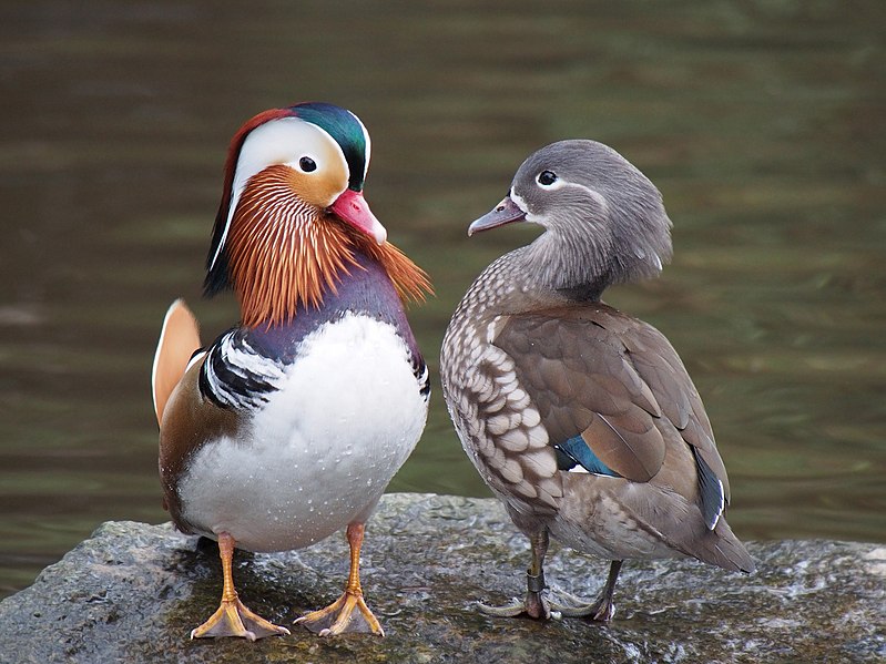 799px-Pair_of_mandarin_ducks
