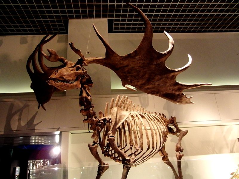 800px-Fossil_of_Megaloceros_Giganteus