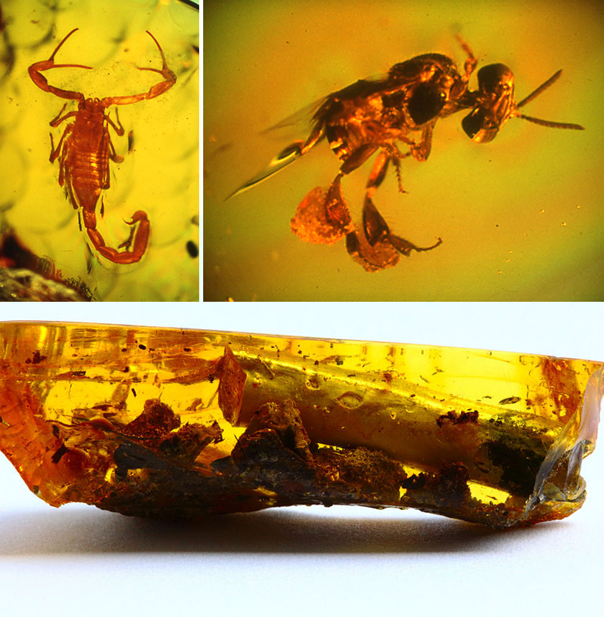 AmberSpecimens