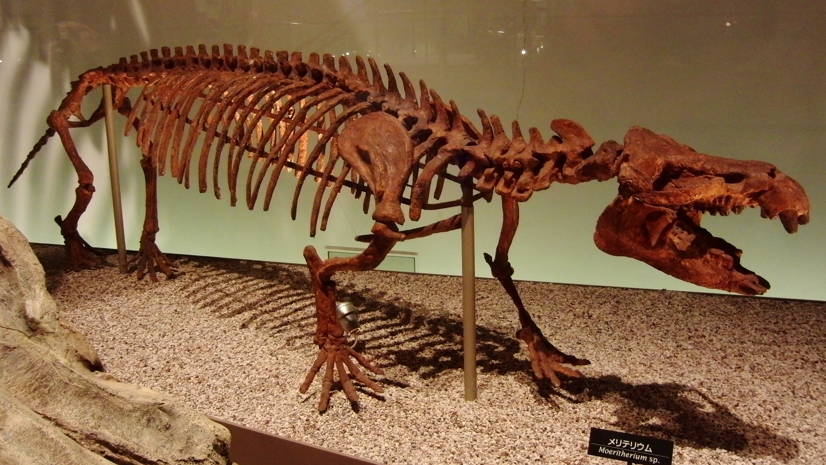 Moeritherium_sp