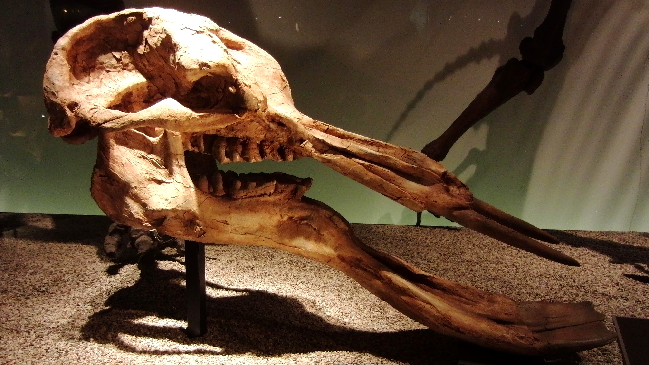 Platybelodon_grangeri_Skull
