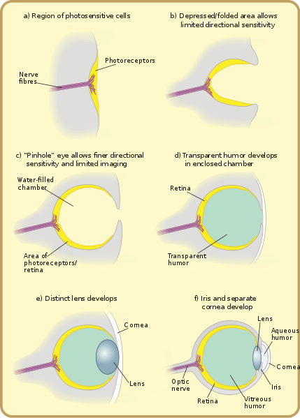 429px-Diagram_of_eye_evolution.svg