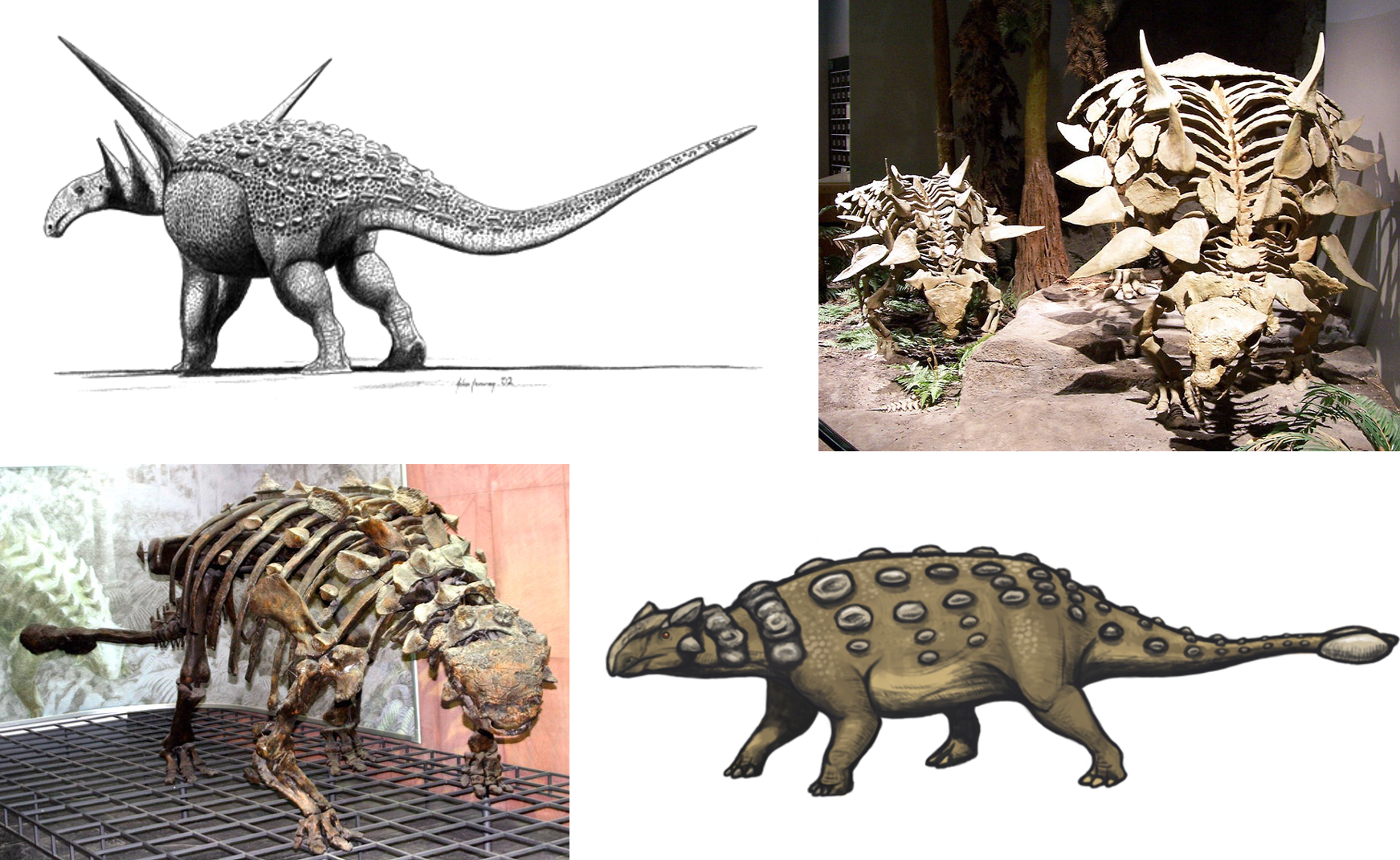 Ankylosaurs