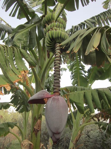 Banana_plant_(_)_and_blossom(_)_in_Egypt