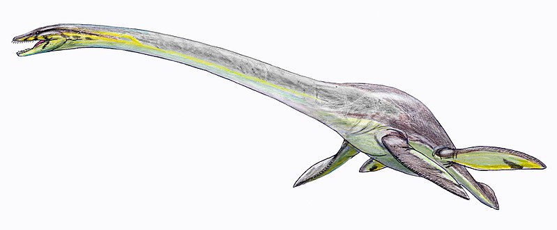 800px-Elasmosaurus_platyurus