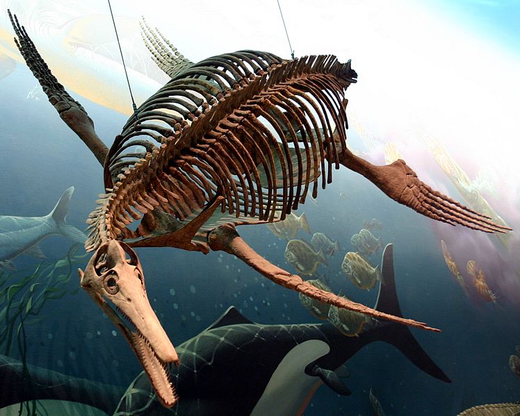 Episode 72 – Plesiosaurs – The Common Descent Podcast