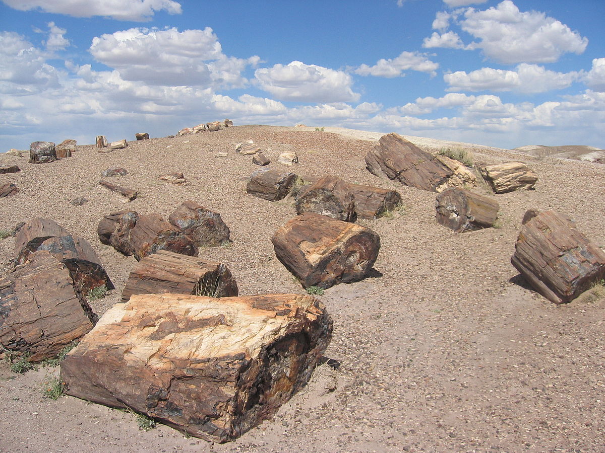 1200px-Petrified_Forest_National_Park_Wood