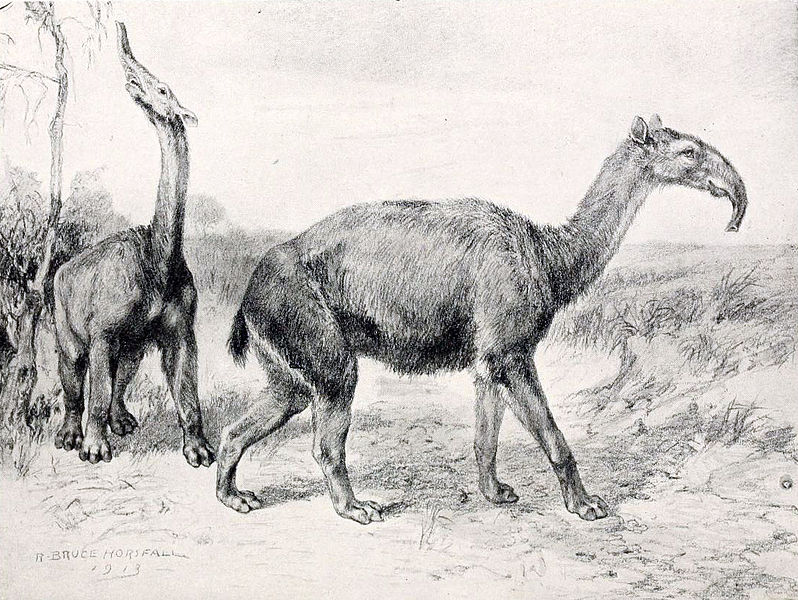 798px-Macrauchenia