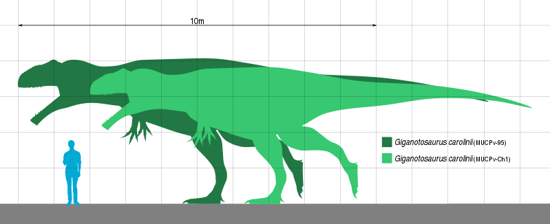 799px-Giganotosaurus_Scale.svg