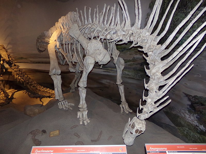 800px-Amargasaurus,_MEF_Trelew_02