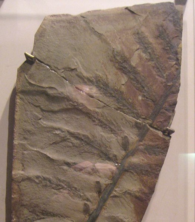 Archaeopteris