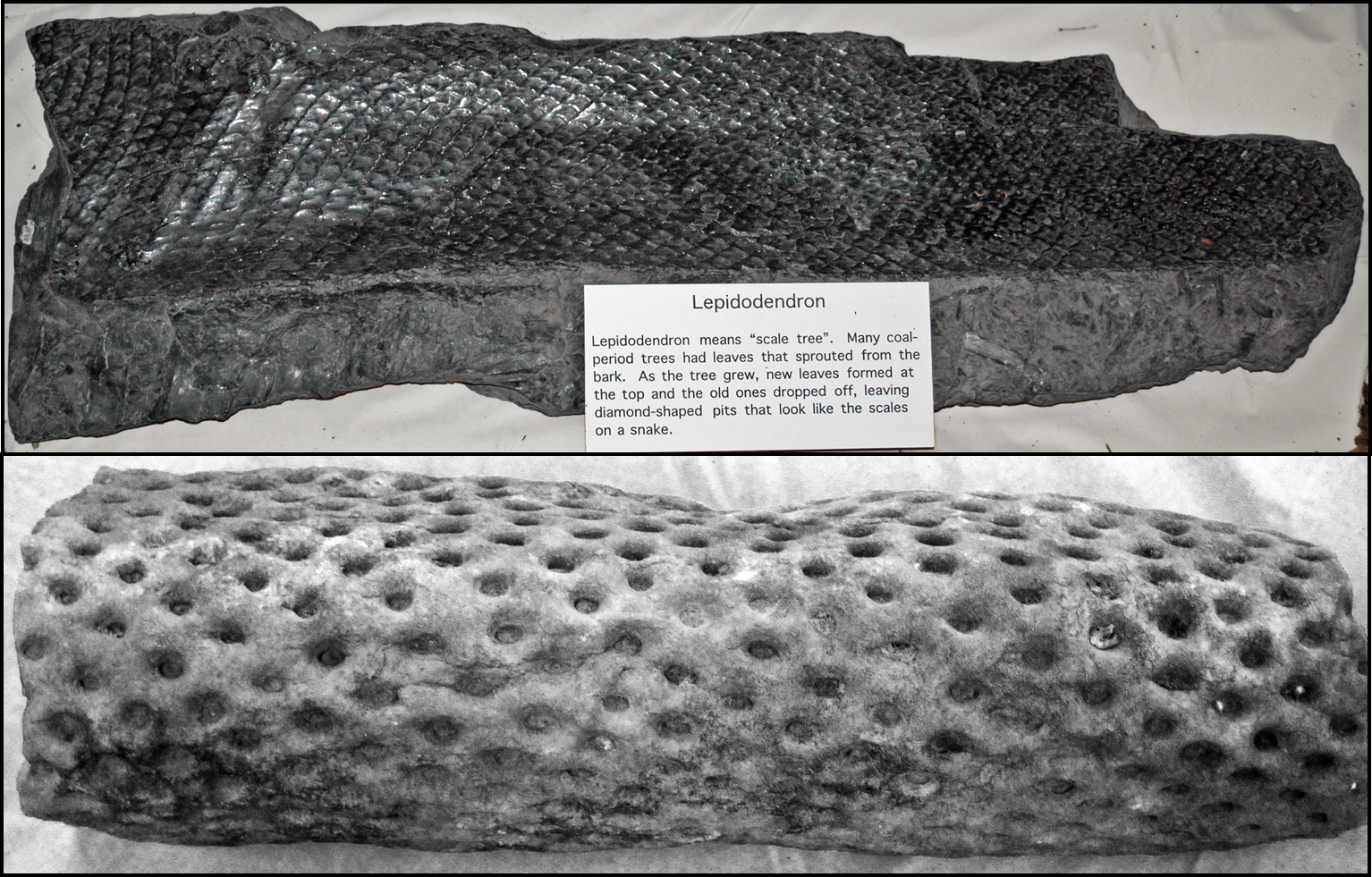 Lepidodendron_Stigmaria