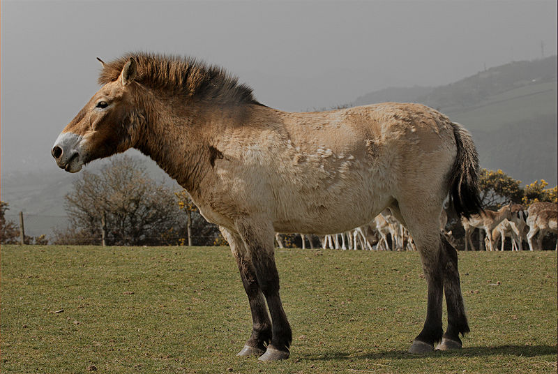 800px-Przewalski_Wild_Horse