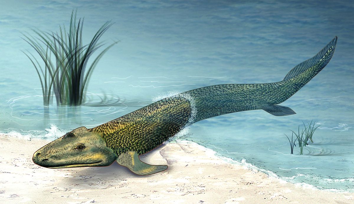 Blog_Tiktaalik