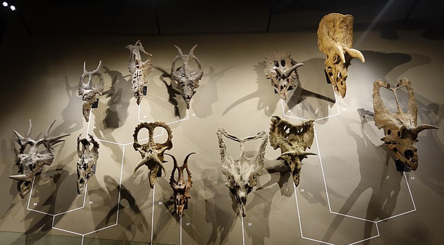 CeratSkulls