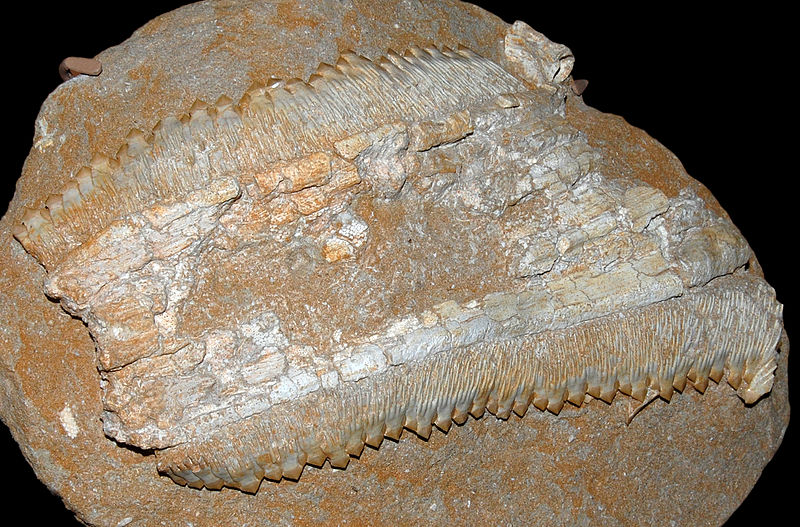 Schizorhiza_(7992001442)