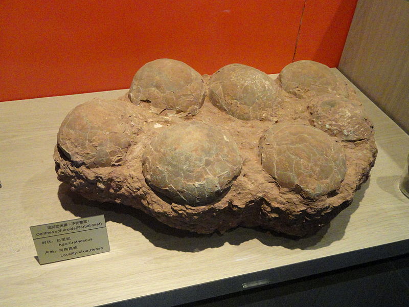 800px-Dinosaur_eggs_-_Kunming_Natural_History_Museum_of_Zoology_-_DSC02392