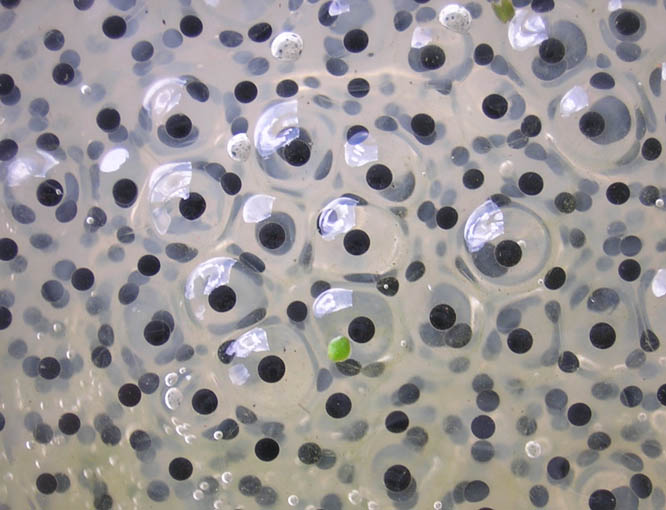 Frogspawn_closeup