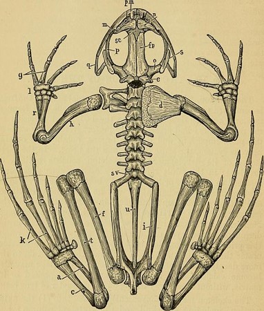 Skeleton