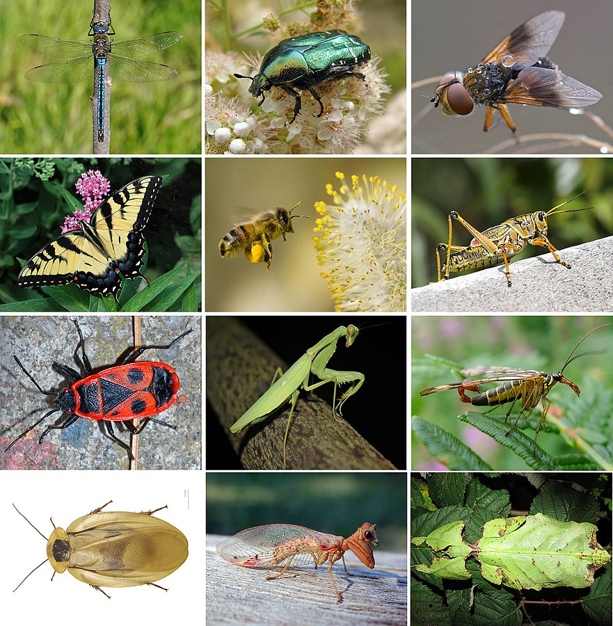 Episode 99 – Evolution of&nbsp;Insects