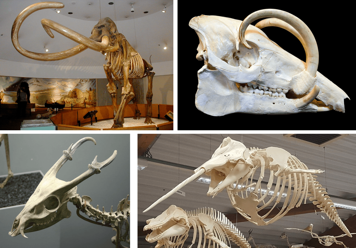 Episode 107 – Tusks – The Common Descent Podcast