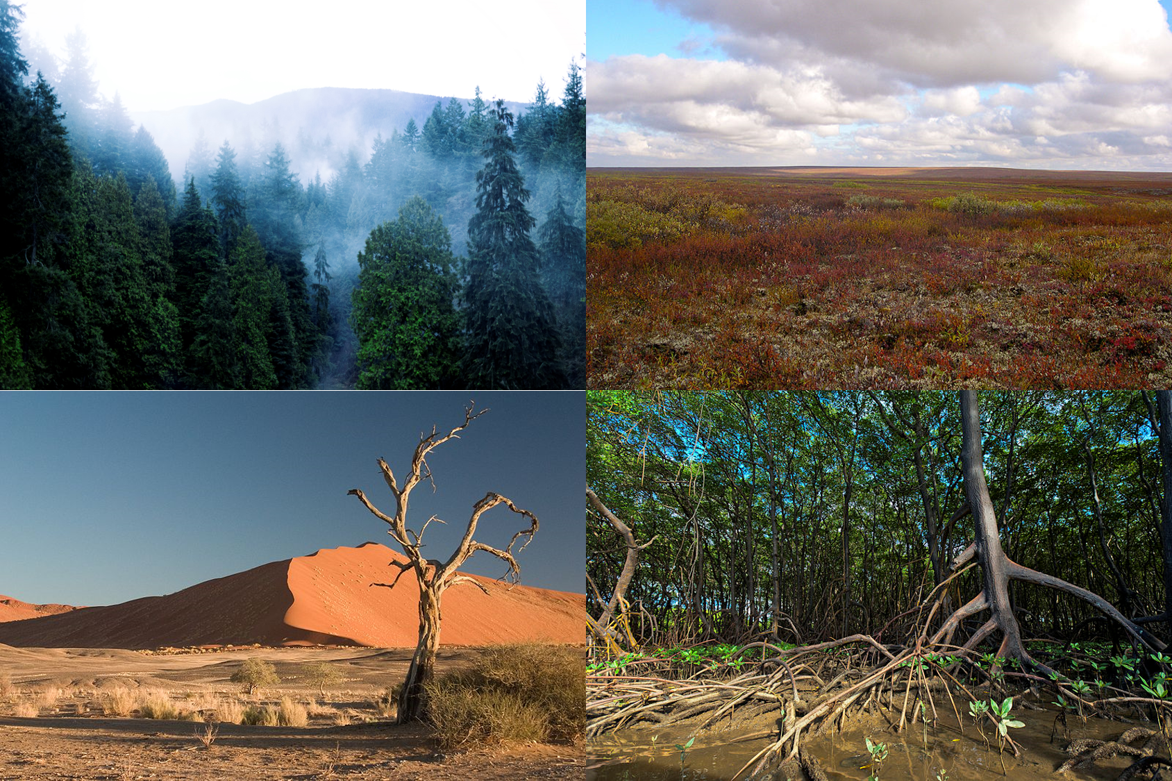 Episode 115 – Biomes – The Common Descent Podcast