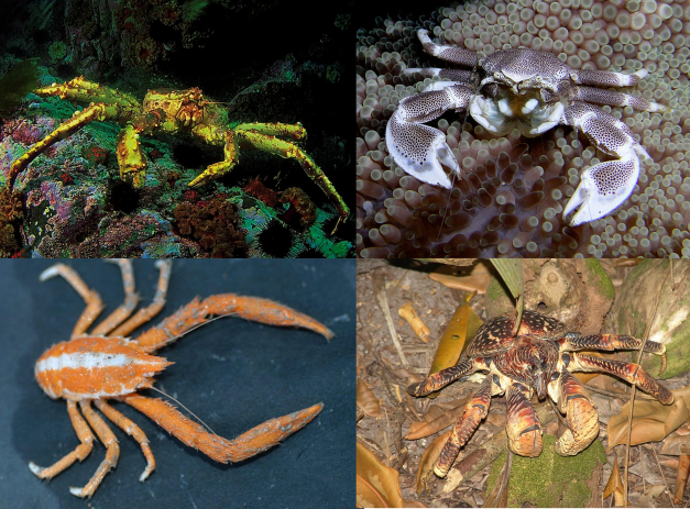 Episode 117 – Crabs and Carcinization – The Common Descent Podcast